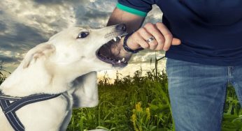 Dog Bite Solicitors