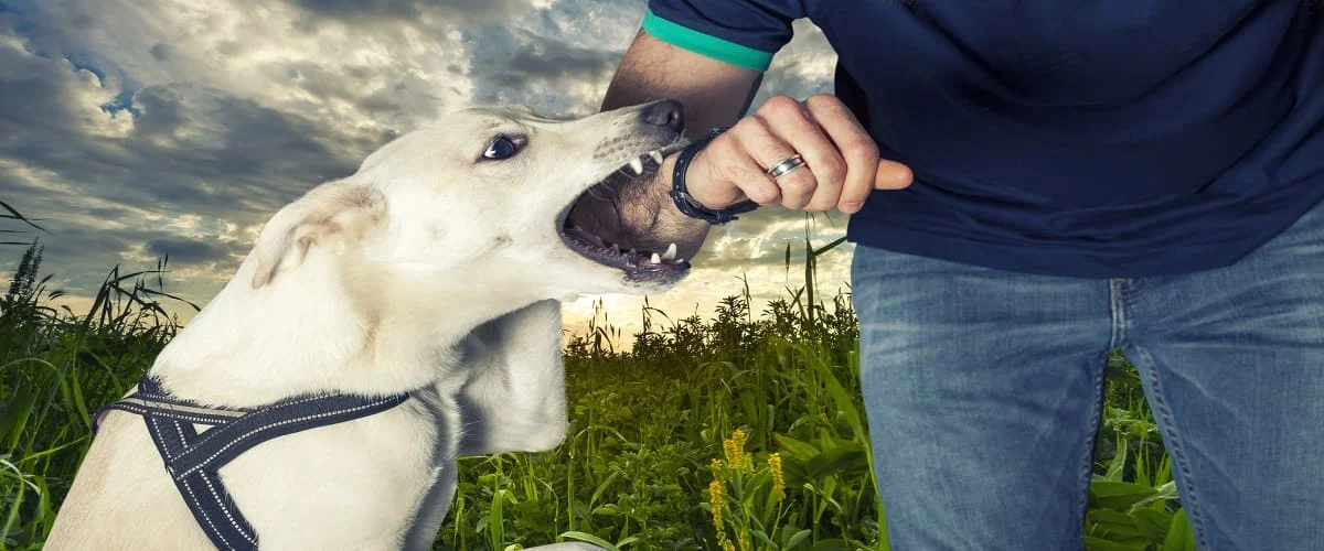 Dog Bite Solicitors